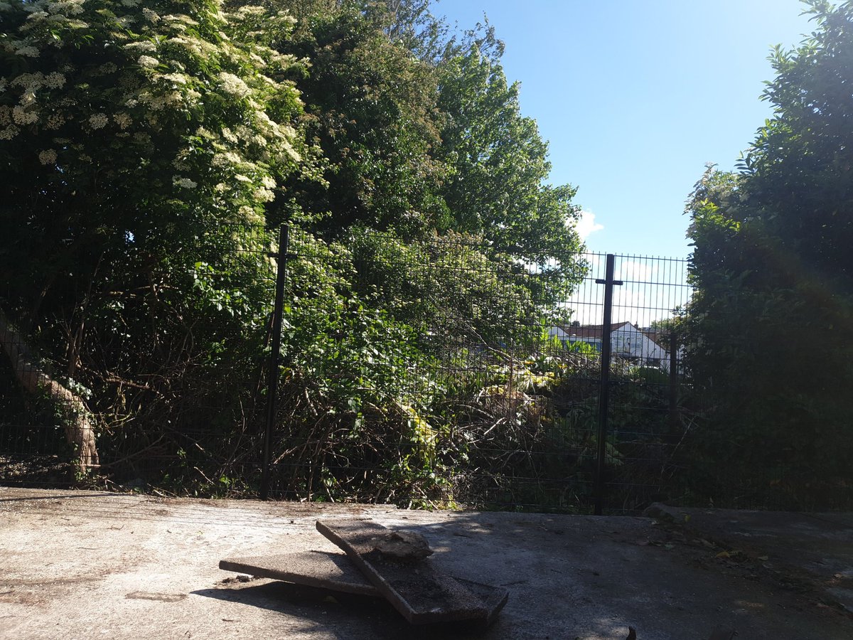 itsmeineke's tweet photo. @GemeenteLeiden Weet u bij wie ik moet zijn om dit te laten snoeien/opruimen? Dit is volgens mij een stuk gemeente grond (achter de Evertsenstraat thv 83/89.) Naast de Olga. https://t.co/AGha9jgJFV