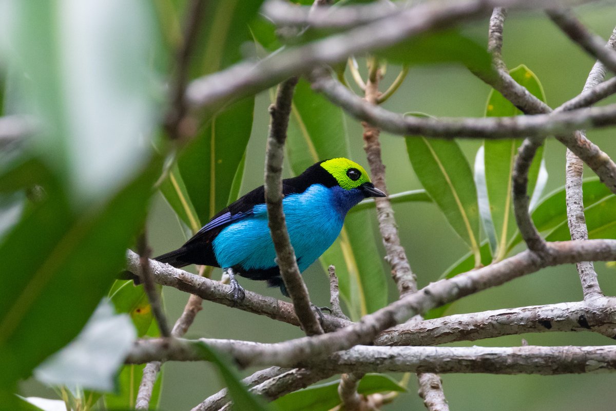 conexaoplaneta's tweet photo. Após séculos de suspeitas, estudo inédito confirma: #pássaros nos #trópicos são mais #coloridos. Pesquisadores analisaram imagens de 4.500 passeriformes e detectaram que plumagem é 30% mais colorida em regiões como a Amazônia brasileira e Sudeste Asiático: https://t.co/l1Vw0pJjWB https://t.co/b3svXEIHXM