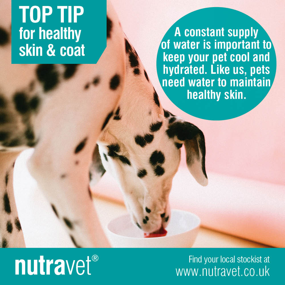 nutravet's tweet photo. Managing a pet’s skin and coat is one of the most common reasons a pet owner will take their dog or cat to visit the vet.
We share more tips here https://t.co/drx7kIXrsp
#PetSkinhealth #nutramega https://t.co/mSIzuVOtFa