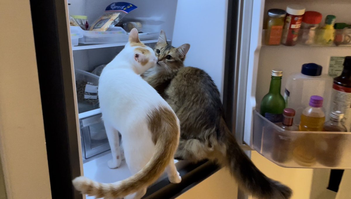 冷蔵庫を開けたら猫が飛んできて、なぜか目の前でチューを見せられてる 