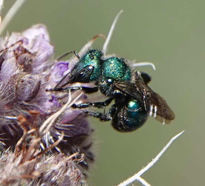 wild_matters's tweet photo. I guess we can't all #bee blue green and sparkly
#TwitterNatureCommunity #nature #naturelovers #wildlife #pollinators #outdoors #biodiversity #outside #entomology #california #wildlifegarden  #BeesSeenIn2022 #tuesdaymotivations   #flowers https://t.co/AK3172hoXX