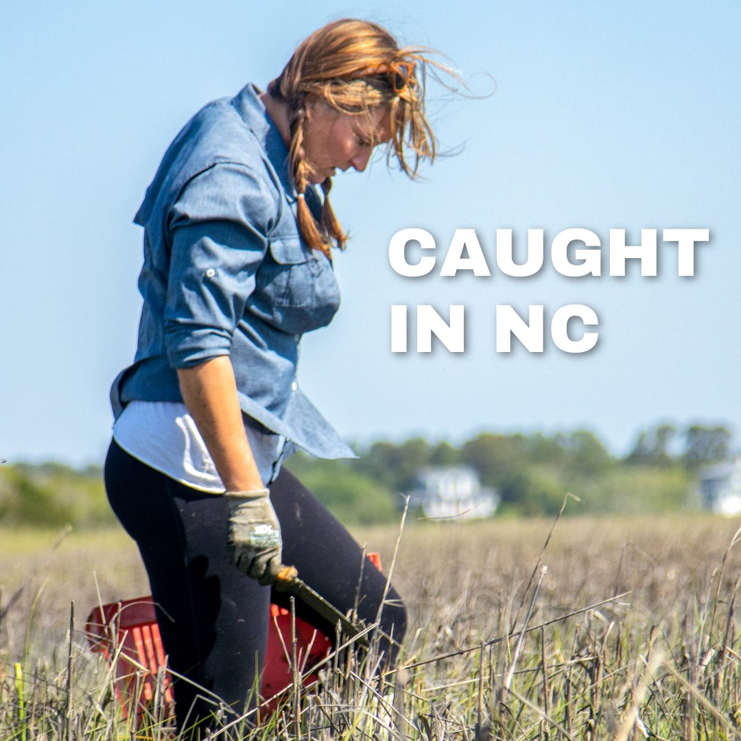 NCAgriculture's tweet photo. Wildly sustainable, locally harvested & female owned, Shell'em Seafood Company captures the essence of #NCCaught. A proud new member of the #GottobeNC program, Fisherwoman Ana Shellem responsibly harvests shellfish year round Learn more about her on our FB page! #NCAgriculture https://t.co/ZD8QNpfCCT