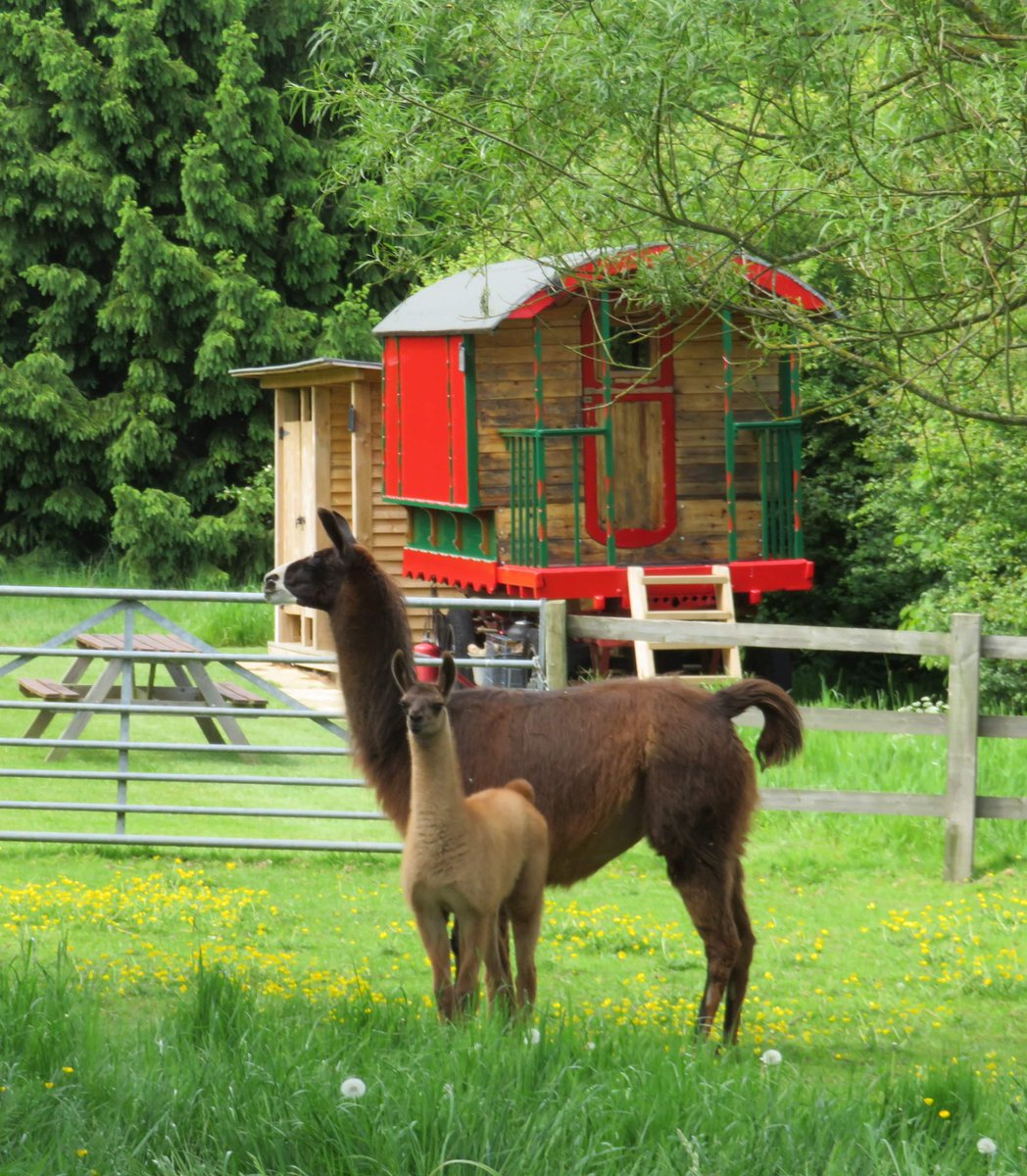 Last minute availability this weekend in our lovely Gypsy Caravan, for more info and details to book your quiet retreat getaway surrounded llamas get in touch! 🦙

#farmstay #llamafarm #catangerllamas #gypsycaravan #getaway #staycationuk