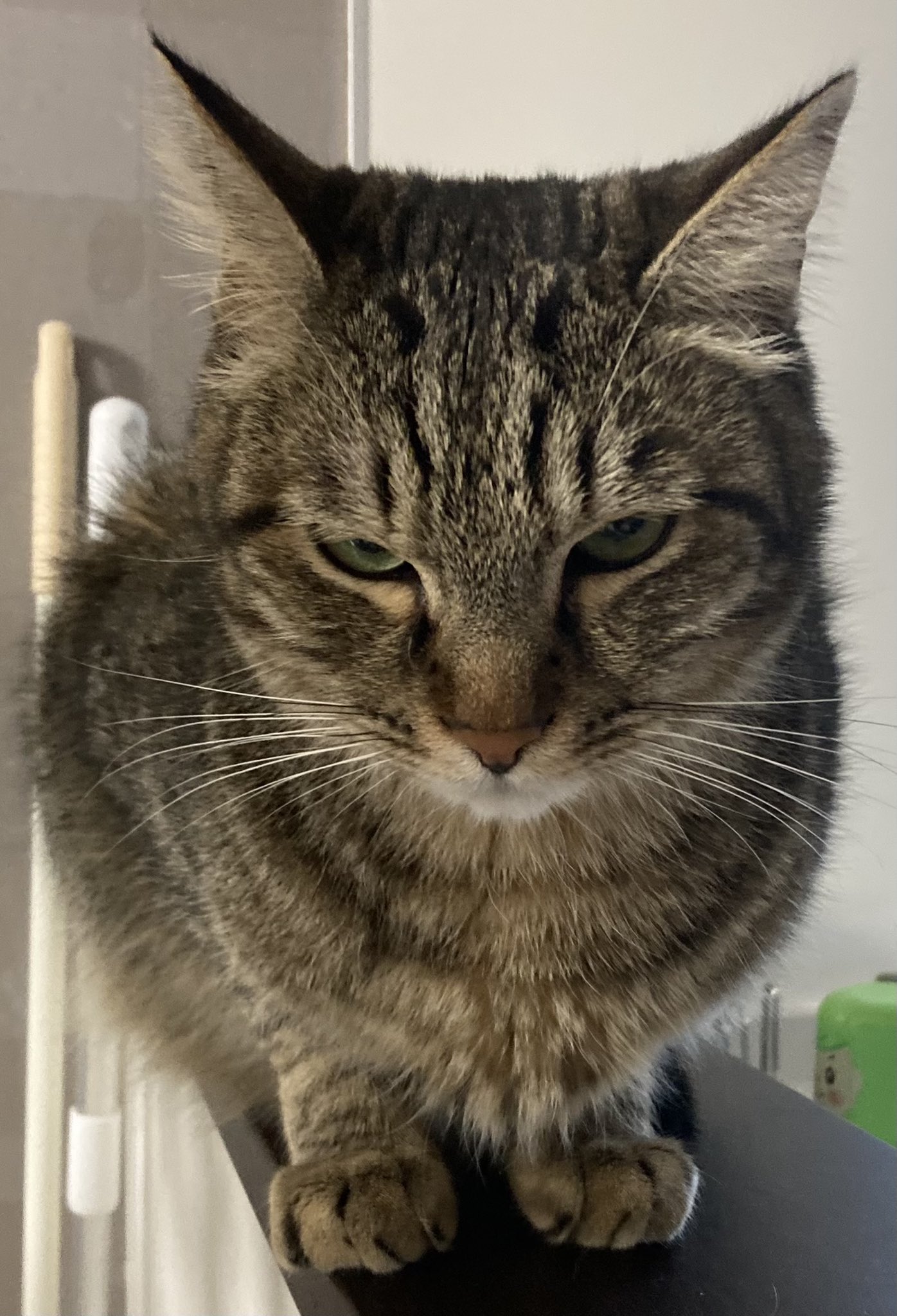 Takami ちょっと不機嫌な ししゃも ねこ ネコ 猫 T Co Ladcerfnzq Twitter