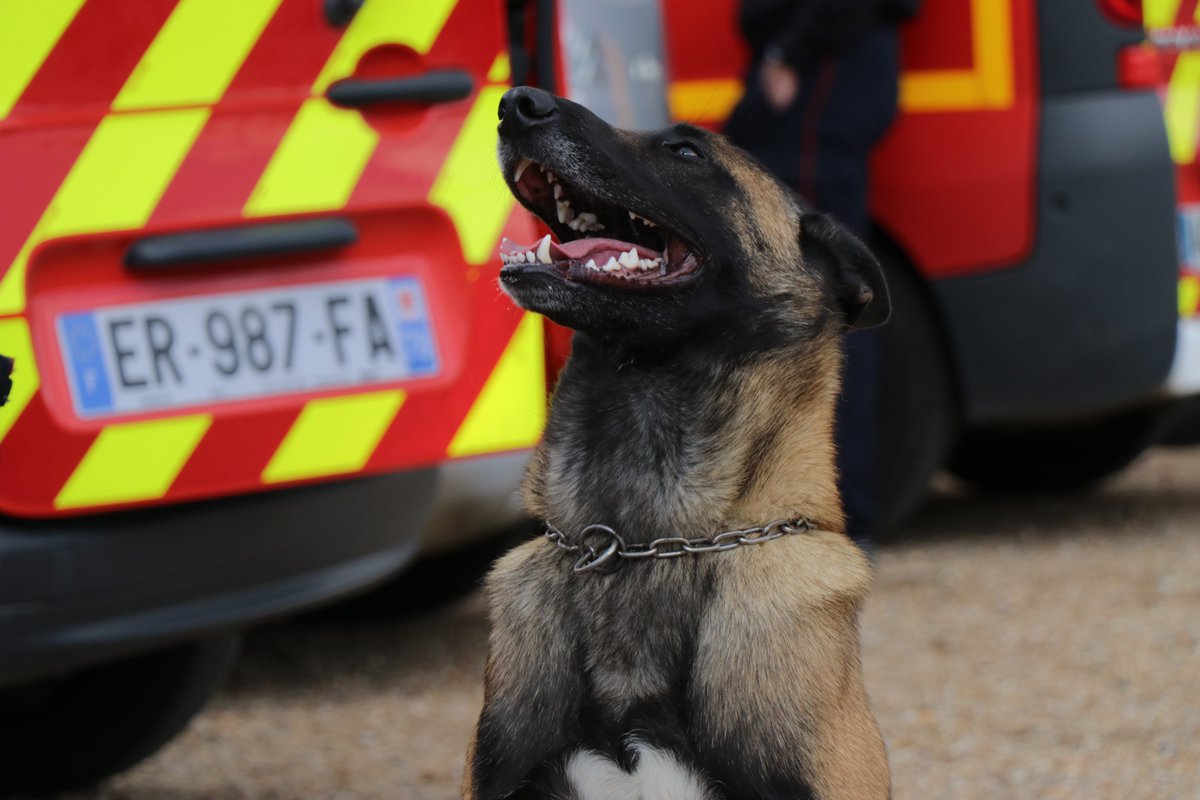 [#K9] Aujourd'hui, à la <a href="/BasedeLoisirs78/">Base de Loisirs 78</a>, a eu lieu un exercice commun avec les 🐕 de recherche de personnes de la <a href="/PoliceNat78/">Police Nationale 78</a>, de la <a href="/prefpolice/">Préfecture de Police</a>, des <a href="/pompiers78/">pompiers78</a>, des <a href="/PompiersParis/">PompiersParis</a> et de la <a href="/Gendarmerie_078/">Gendarmerie des Yvelines</a>.