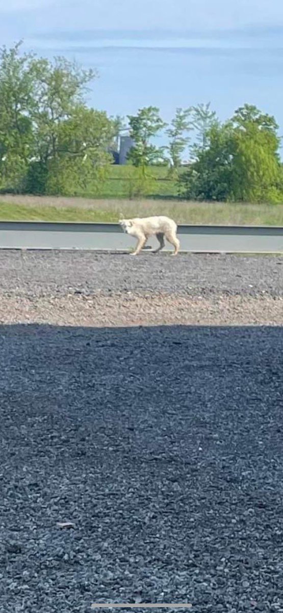JeffMarek's tweet photo. Lost dog alert for Stouffville/Uxbridge followers. 
Seen this morning in the Durham Rd 30/Main St area and very scared (storm? Fireworks?). If you live in the area please circulate so we can find this dogs home. https://t.co/2GCowER4mt