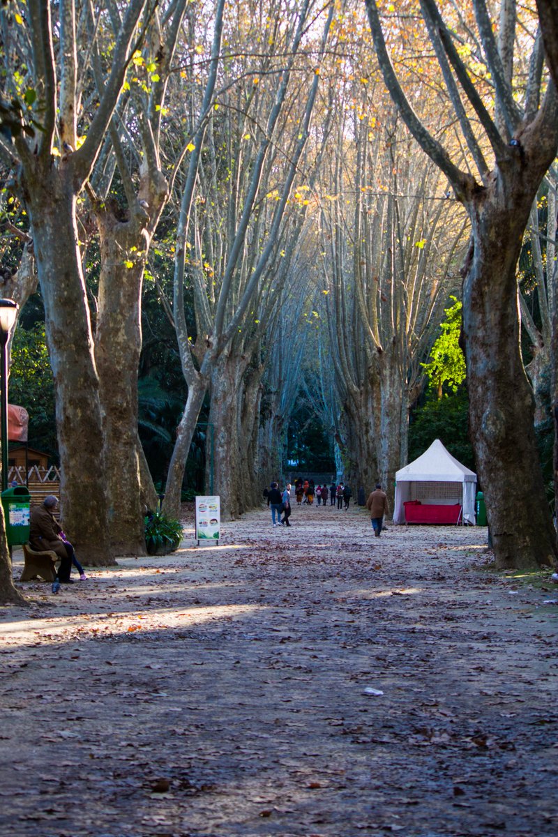 Hichemwess's tweet photo. A cool view of the test garden of hamma (botanical garden), Algiers
 📍 📷
For more pics you can check my Instagram account : hiichemwess_ 📸
#Welcome_to_Algeria
#photography
#nature
#Algeria https://t.co/YpvFwy21zX