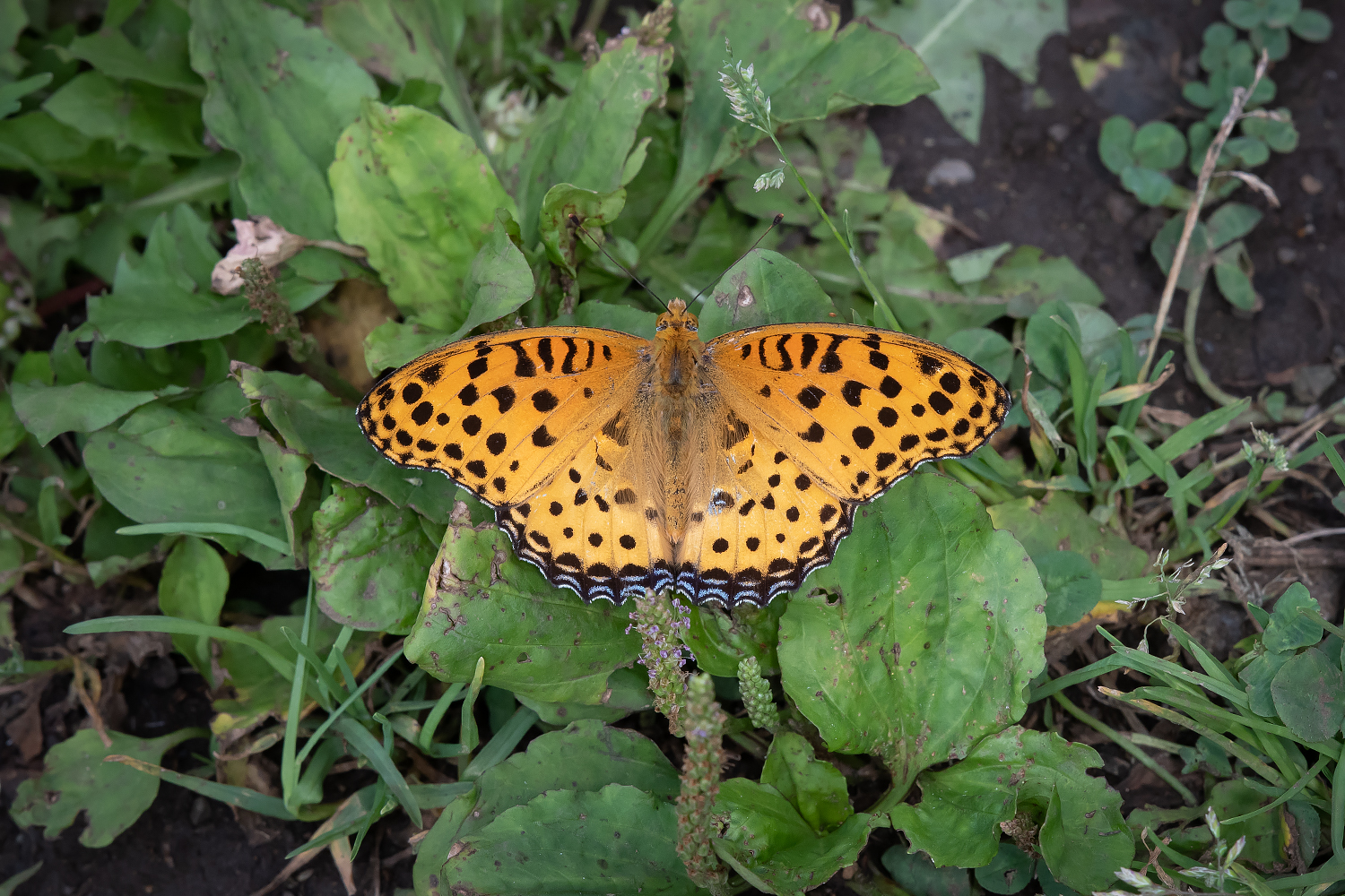 Hidasuzu ツマグロヒョウモン 東京都 公園 22 05 22 ツマグロヒョウモン ヒョウモンチョウ亜科 タテハチョウ科 蝶 T Co Juvtedqugc Twitter Hidasuzu ツマグロヒョウモン 東京都 公園 22 05 22 ツマグロヒョウモン ヒョウモンチョウ亜科 タテハチョウ科 蝶 T Co Juvtedqugc Twitter