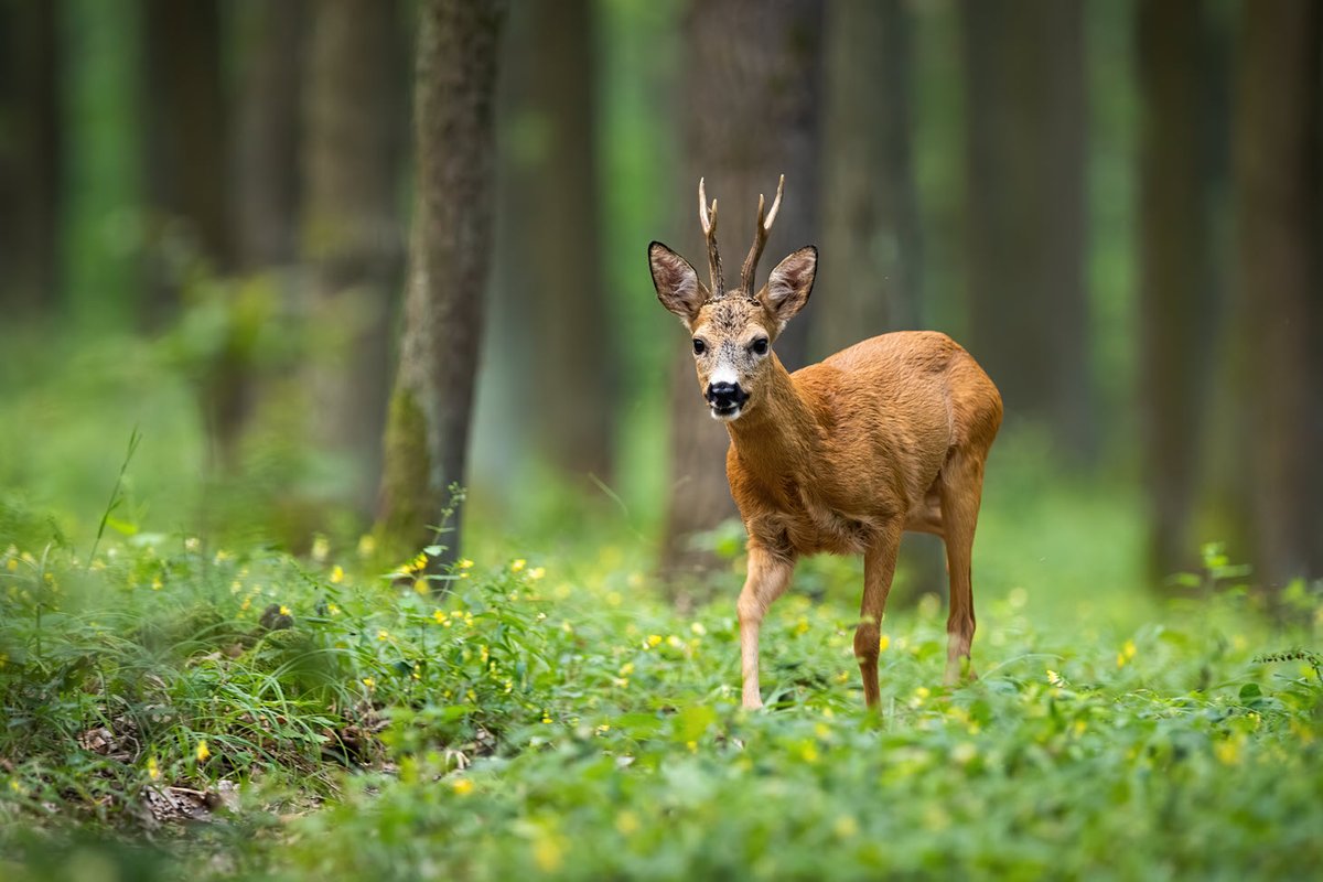 BritishDeerSoc's tweet photo. Interested in completing your DSC1? We have spaces available on our course at Harewood House. The course runs from June 24th, 2022 - June 26th, 2022. Don't miss out!
To book: https://t.co/35g9oOmLas
#trainingtuesday #training #stalking #deer #DSC1 https://t.co/hyLWmKZjNi