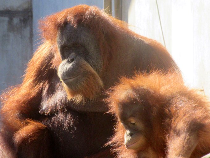 スマトラオランウータンのtwitterイラスト検索結果