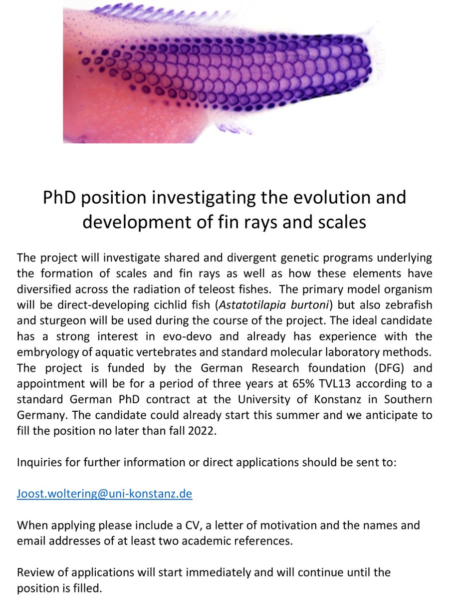 Joost_Woltering's tweet image. I have a PhD position available to work on the evolution and development of fin rays and scales. Looking for a candidate interested in evo-devo and with some prior experience in embryology. Inquiries and applications to joost.woltering@uni-konstanz.de or DM me. Please RT.