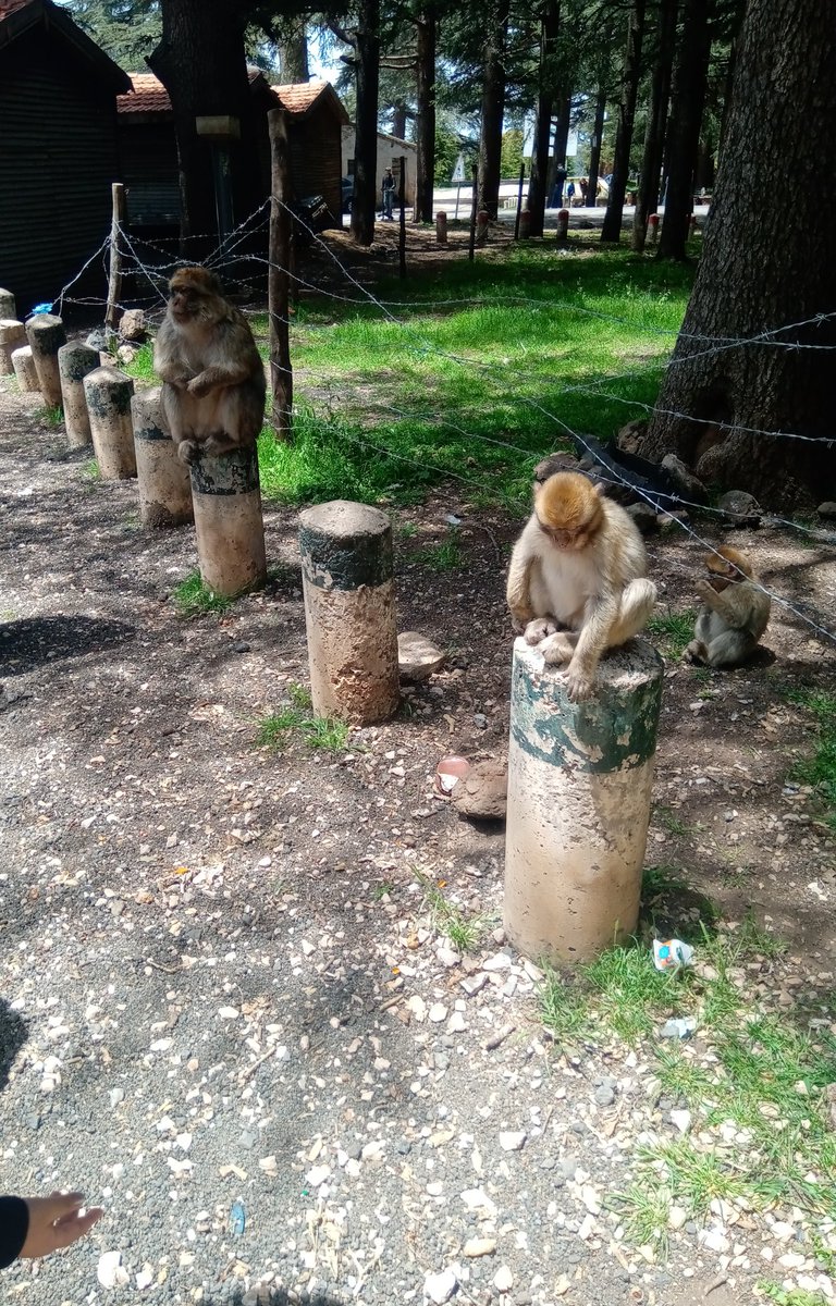 iyaam20's tweet photo. #Monkeypics https://t.co/ikNt6MDdgF