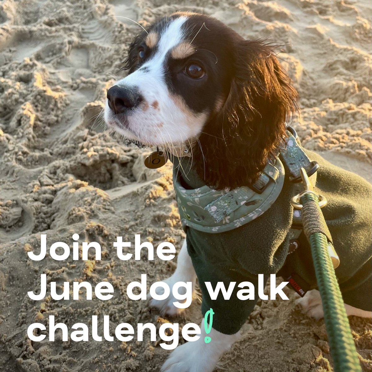 MindCharity's tweet photo. Is this our furriest fundraising event yet? Our 118km Dog Walk Challenge takes place in June, and we need your (and your dog's!) help to hit our fundraising goals 🐕 Every step you take will help someone struggling with their mental health. Find out more 👉https://t.co/gGVn4N5eo2 https://t.co/np7gOA3Fj7