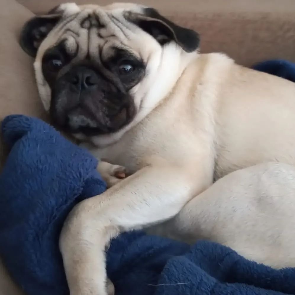 PugSmile7's tweet photo. Plesse tell me?I'm cute or not💗🥰🐕🐕
.
#pug #pugs #pugdog #puglovers #puglife https://t.co/H8bmC4iLPS