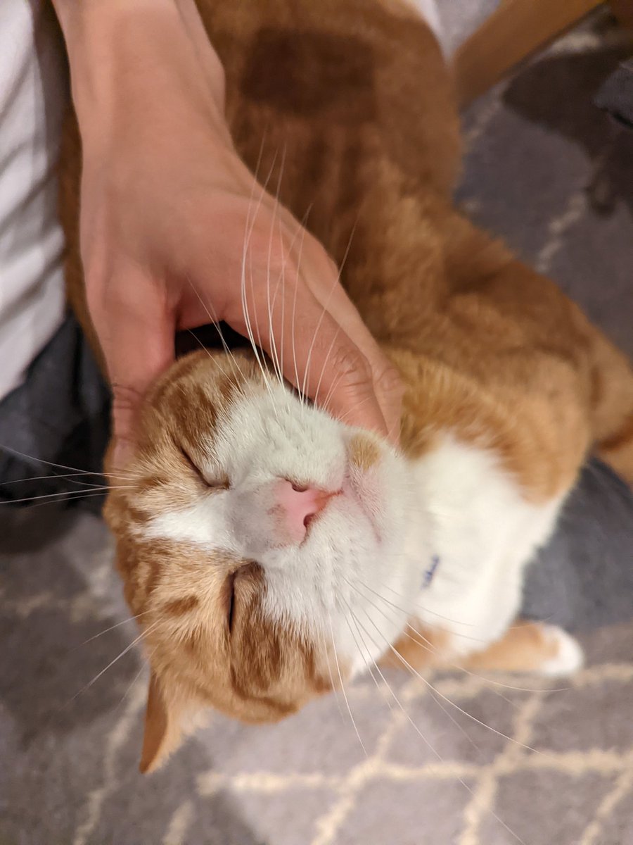 猫の毎日の黒い鼻くそが取れない 原因や取り方のコツをご紹介 Catハウス