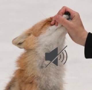 Salt___Lick's tweet photo. People who like to draw/look at/or fap to feral porn do not get to have an opinion https://t.co/19M2FG4DWv