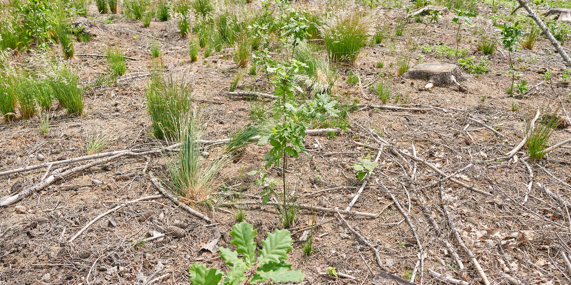 IPlantATree's tweet photo. Wir haben einige unserer Annarode-Flächen besucht. Durch den vergleichsweise nassen Sommer 2021 geht es den Bäumen überwiegend (sehr) gut. https://t.co/10dW5KJc3T