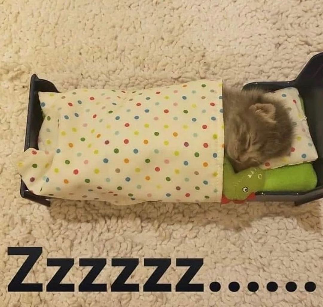 Cat Dealer On Twitter Https T Co Igombvz37p Twitter