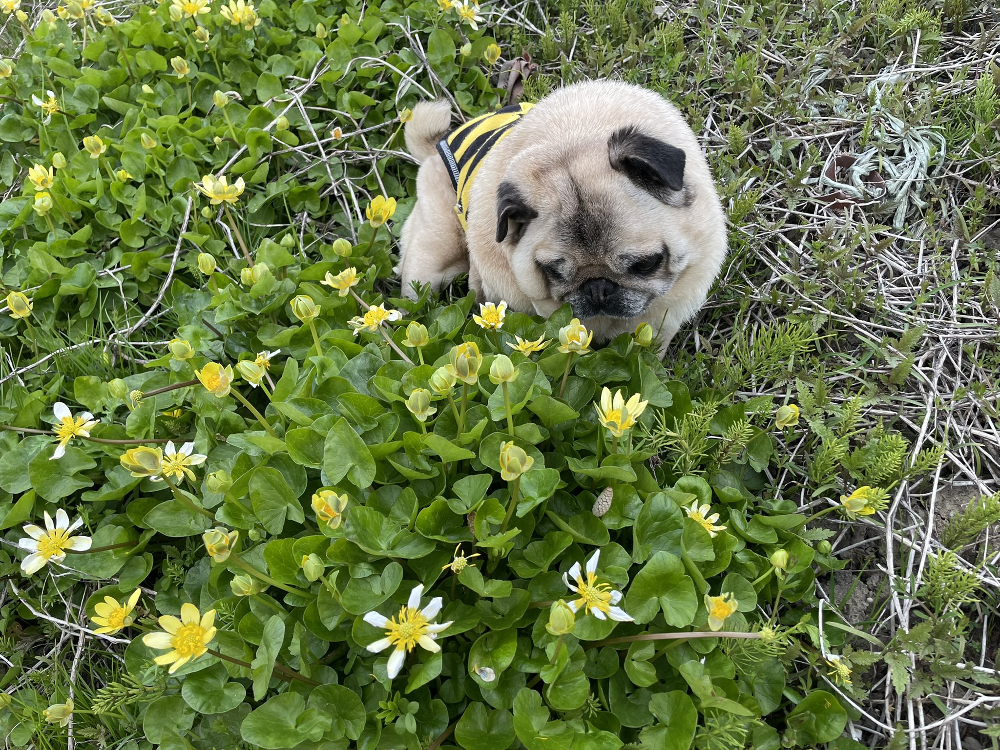 宇野家のパグ Uno Pug Knzw Twitter