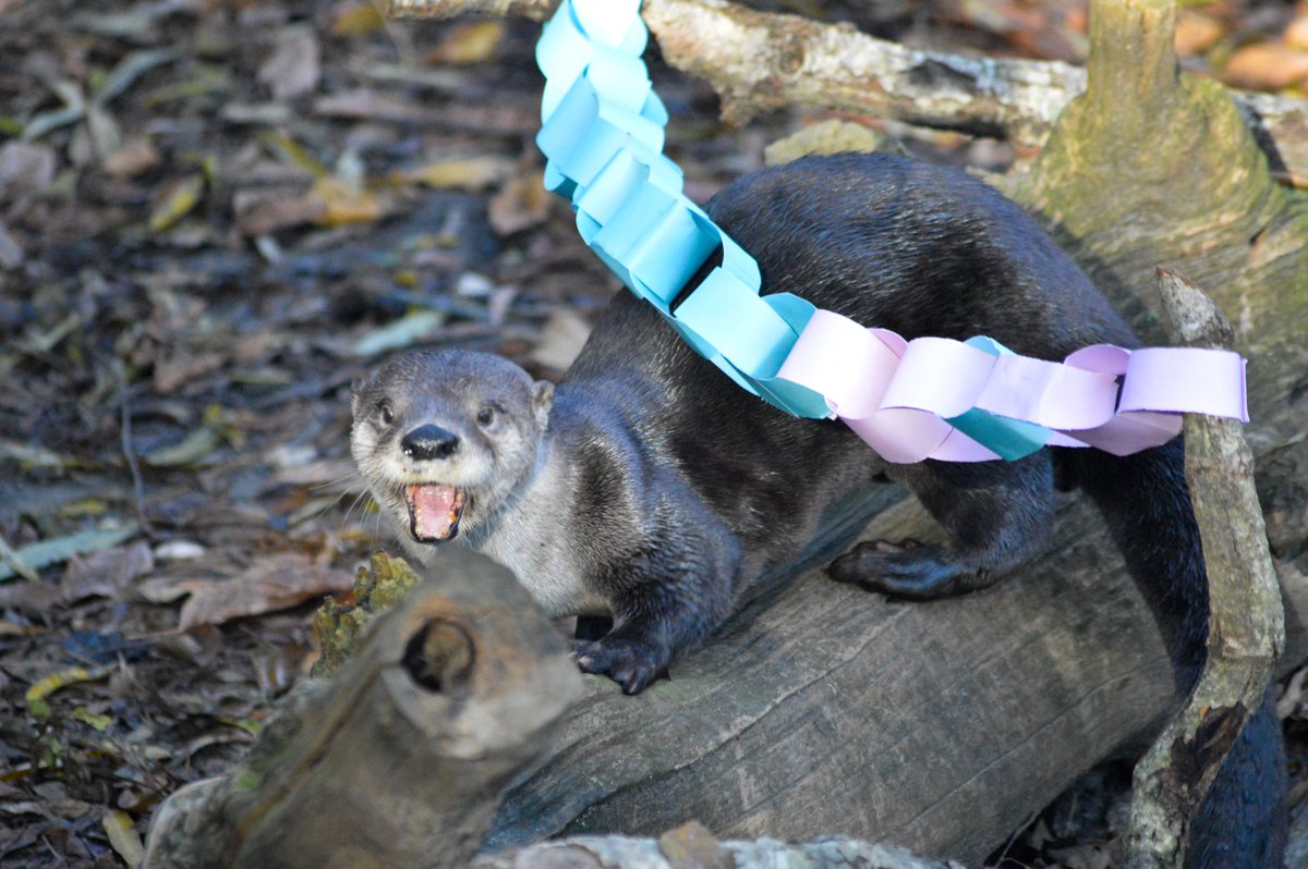 VLMuseum's tweet photo. Moe wants you to know that today is #WorldOtterDay! The North American River otter is only one of 13 total otter species found around the world! #valivingmuseum 𦦠https://t.co/DIGxv5ijdr