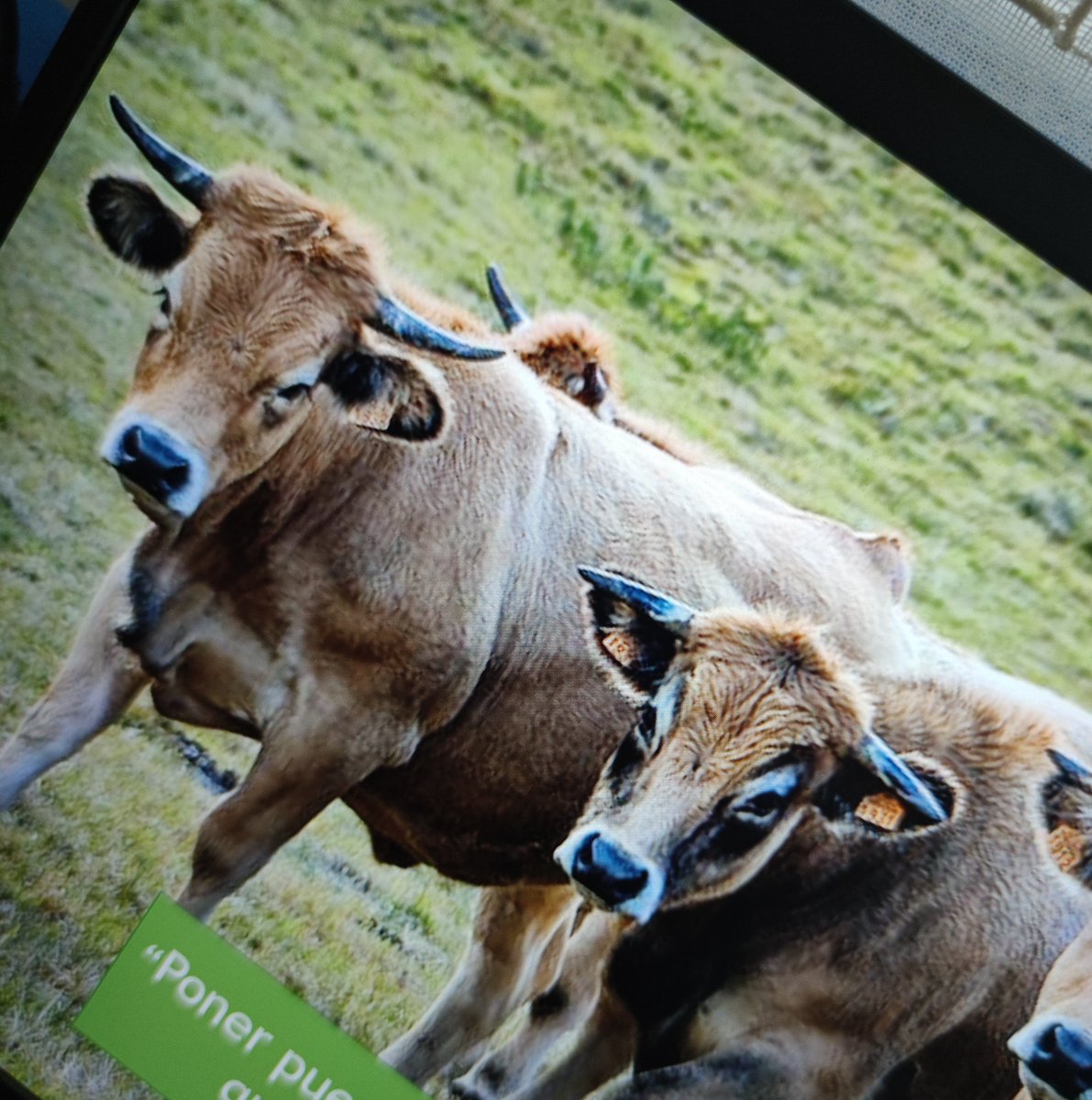 angelhugarci's tweet photo. ¿Unas vacas en una comunicación sobre lexicografía? Sí, una metáfora maravillosa que me encanta y que podréis descubrir en mi comunicación de mañana en el Congreso de @AELex_twit en @ULL #Lexicografía #FunctionTheory Mi primer congreso presencial pospandemia 🥹 https://t.co/FSXaJbBgEg