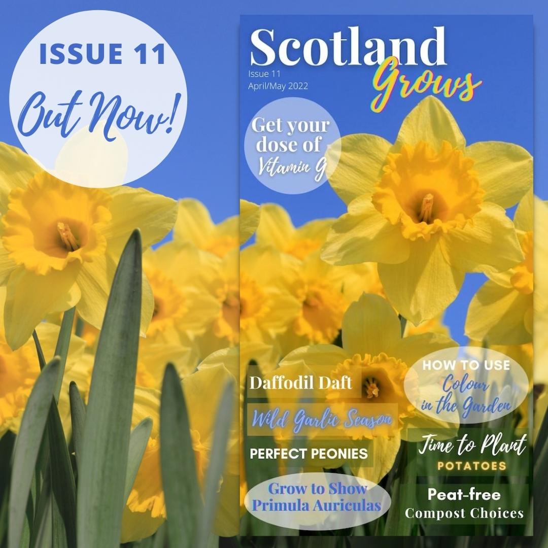 ScotlandGrows's tweet photo. It's getting near your last chance to have Issue 11 of Scotland Grows magazine drop into your inbox as we prepare to launch Issue 12 next week, complete with the @SconeGardenFair show guide inside!

Click through the link in the BIO to receive your copy for FREE right now! https://t.co/FoKOeWZylI