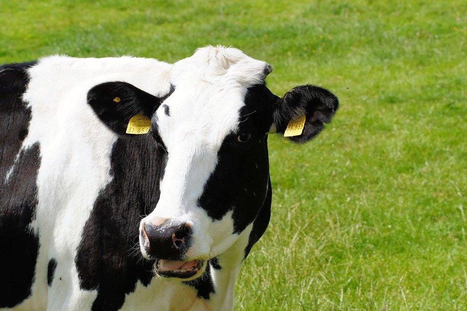 ElancoLivestock's tweet photo. #DidYouKnow you can check the optimum timing for #WormControl in #Dairy cows here: http:///dairy/dairy-worms?utm_source=twitter&utm_medium=twitter&utm_campaign=dairy%20worms&sf164952139=1
🐮 #TeamDairy #DairyFarmers https://t.co/aOeEk87LFp