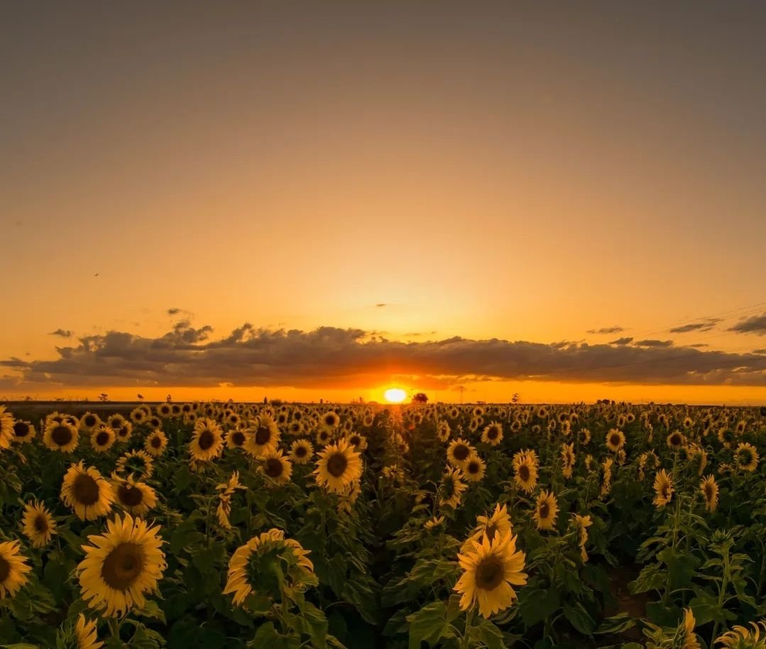 BrunnoMeloCBN's tweet photo. Um bom dia especial com os famosos girassóis do PAD-DF.
🌻🌻🌻
Foto: @leoneo761 📸 https://t.co/5pFI60SZQ6