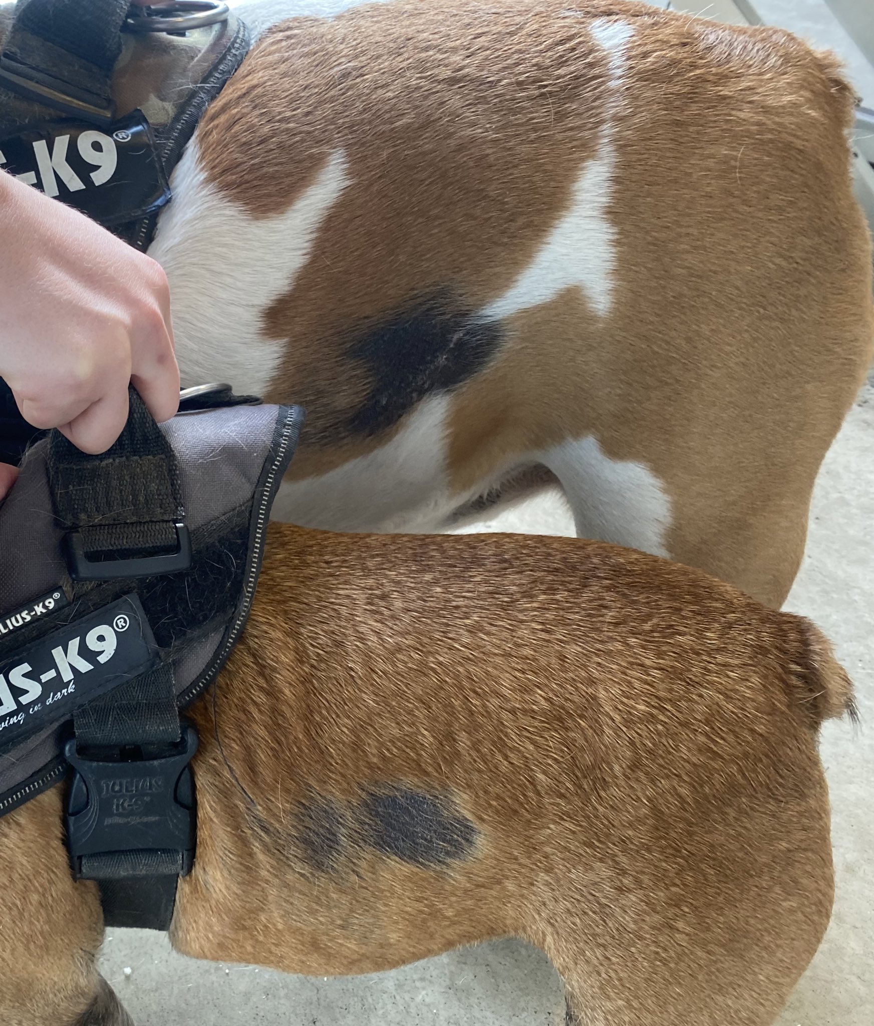 MARKdierenarts on Twitter "Een Engelse en een Franse Bulldog met