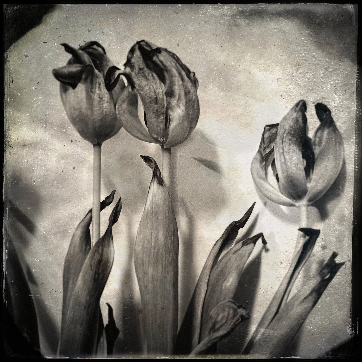 exposedproject's tweet image. It’s been fun posting hard copy prints around town this weekend, but we still always have free imagery available on our website. Just use this link to access free ‘print ready’ digital files. 

dwaynebrownstudio.com/thexposed-proj… 

#shareARTmore #theXposedProject
#freephotos