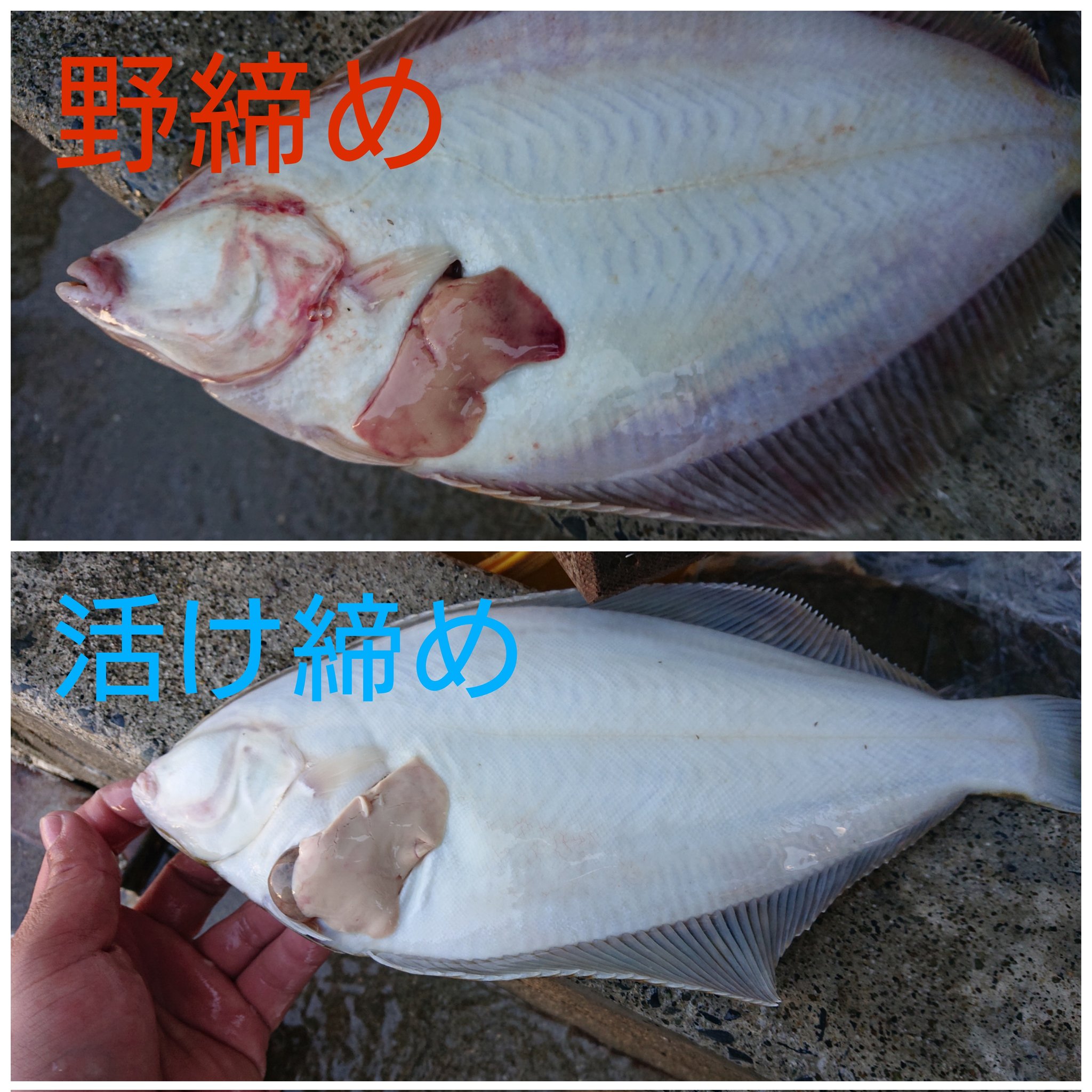 海斗水産 宮城釣り 野締め と 活け締め の違いカレイ編 釣った魚を適切に〆る事で 見た目や味や鮮度に差が出ます 今日釣ったカレイですが 体表と肝への血のまわり方に違いが見えますね T Co 07fcwbr6mi Twitter