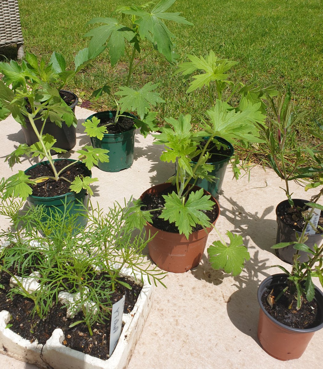 St. Mark's Church, Wyke (@stmarkswyke) on Twitter photo St. Mark's Annual Plant Sale is taking place this Saturday at our Church Hall between 10am - 12pm.
All the plants on sale have been tenderly looked after by our very 'green fingered' parishioners Liz and John. A big thank you to them for all their hard work.
<a href="/CofEGuildford/">Diocese of Guildford</a> St. Mark's Annual Plant Sale is taking place this Saturday at our Church Hall between 10am - 12pm.
All the plants on sale have been tenderly looked after by our very 'green fingered' parishioners Liz and John. A big thank you to them for all their hard work.
<a href="/CofEGuildford/">Diocese of Guildford</a>