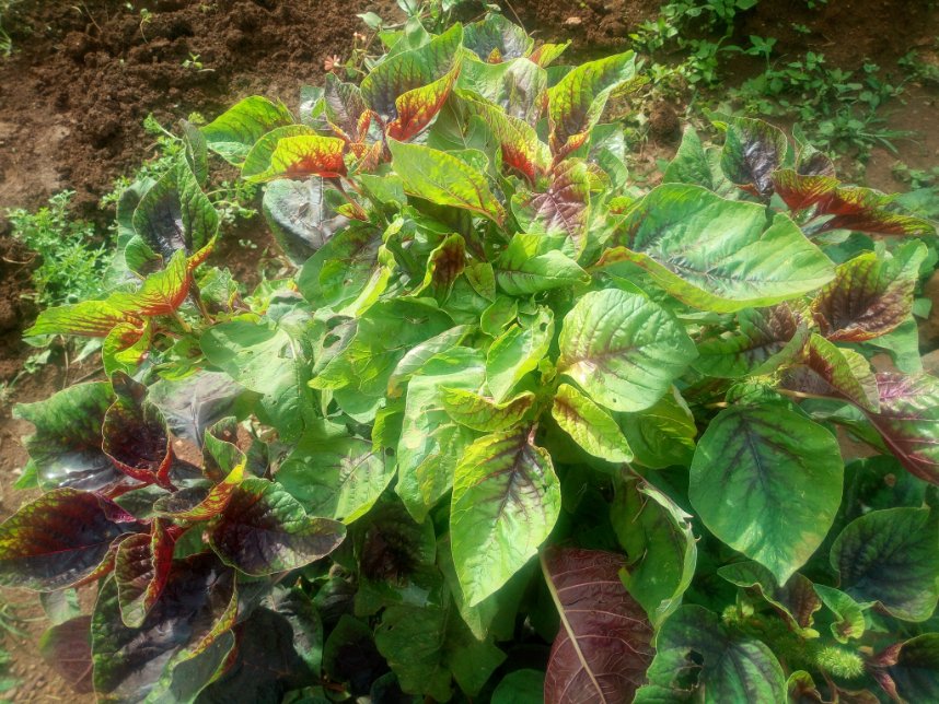 basketdlvd's tweet photo. There are good #seeds.You just have to find the right soil for it to grow.(Territory, innovation, approximation) https://t.co/rWzRitBGCI