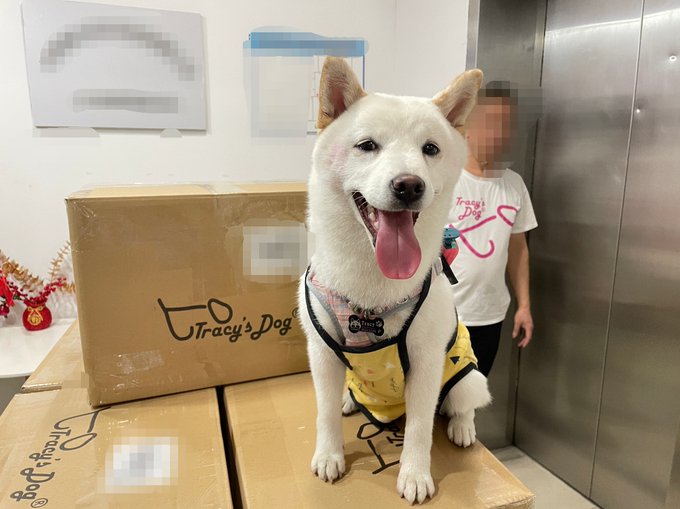 Hello everyone, I am Tracy of Tracy's Dog 🤣🤣🍆🔞 https://t.co/jFWwNUzPof<a href="/tag/sex"class="tags"><span>#sex</span></a><a href="/tag/pillowtalk"class="tags"><span>#pillowtalk</span></a><a href="/tag/sextoy"class="tags"><span>#sextoy</span></a><a href="/tag/afterdark"class="tags"><span>#afterdark</span></a><a href="/tag/sexualwellness"class="tags"><span>#sexualwellness</span></a>