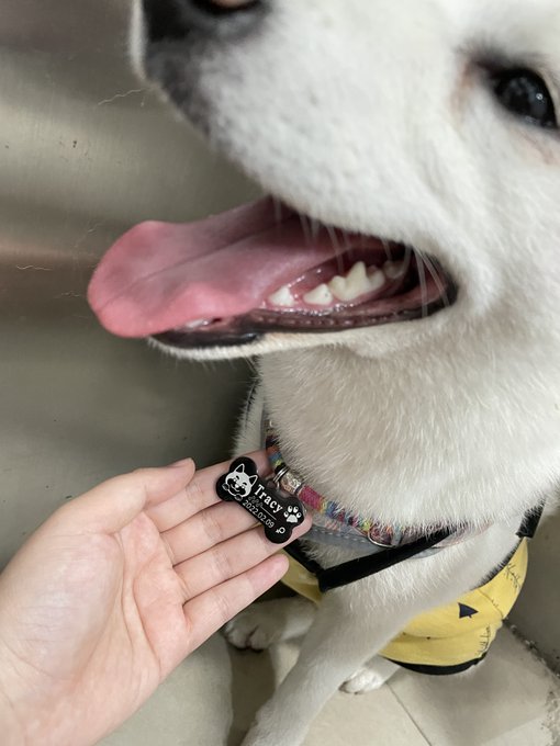 Hello everyone, I am Tracy of Tracy's Dog 🤣🤣🍆🔞 https://t.co/jFWwNUzPof<a href="/tag/sex"class="tags"><span>#sex</span></a><a href="/tag/pillowtalk"class="tags"><span>#pillowtalk</span></a><a href="/tag/sextoy"class="tags"><span>#sextoy</span></a><a href="/tag/afterdark"class="tags"><span>#afterdark</span></a><a href="/tag/sexualwellness"class="tags"><span>#sexualwellness</span></a>