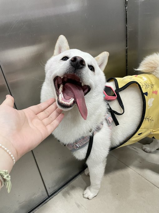 Hello everyone, I am Tracy of Tracy's Dog 🤣🤣🍆🔞 https://t.co/jFWwNUzPof<a href="/tag/sex"class="tags"><span>#sex</span></a><a href="/tag/pillowtalk"class="tags"><span>#pillowtalk</span></a><a href="/tag/sextoy"class="tags"><span>#sextoy</span></a><a href="/tag/afterdark"class="tags"><span>#afterdark</span></a><a href="/tag/sexualwellness"class="tags"><span>#sexualwellness</span></a>