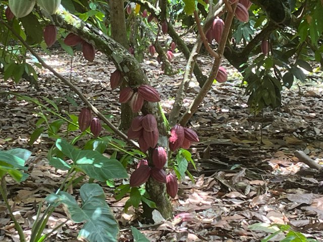 #InternationalCooperation: a few days ago the President of the #CPVO visited a testing station for cocoa as well as a field for rice production at <a href="/IDIAF_RD/">Inst. Dom. Invest. Agropecuarias y Forestales</a> in Santo Domingo idiaf.gob.do 🇩🇴 🌾