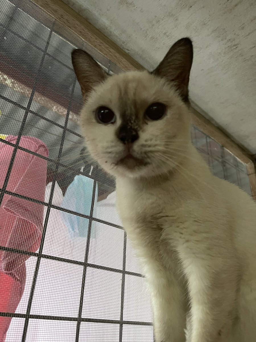 cherrielemonade's tweet photo. Please help us guys, Freya is fighting and she still wants to eat her favorite boiled and fried chicken ๐ I also want to be with her still. Any amount and prayers is enough ๐๐
#CatsOnTwitter #CatsOfPH #CatsOfTwitter #CatsLover https://t.co/8Goa7G1lkY