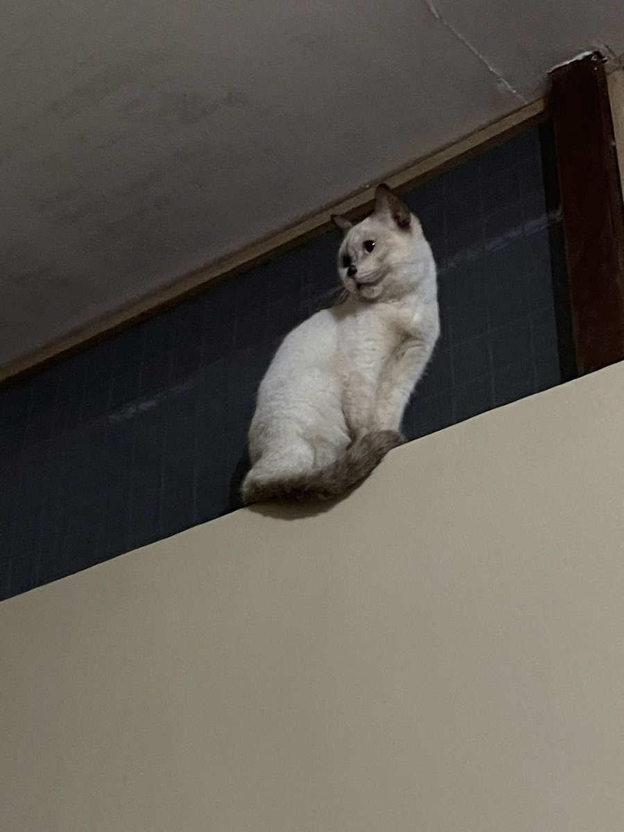 cherrielemonade's tweet photo. Please help us guys, Freya is fighting and she still wants to eat her favorite boiled and fried chicken ๐ I also want to be with her still. Any amount and prayers is enough ๐๐
#CatsOnTwitter #CatsOfPH #CatsOfTwitter #CatsLover https://t.co/8Goa7G1lkY