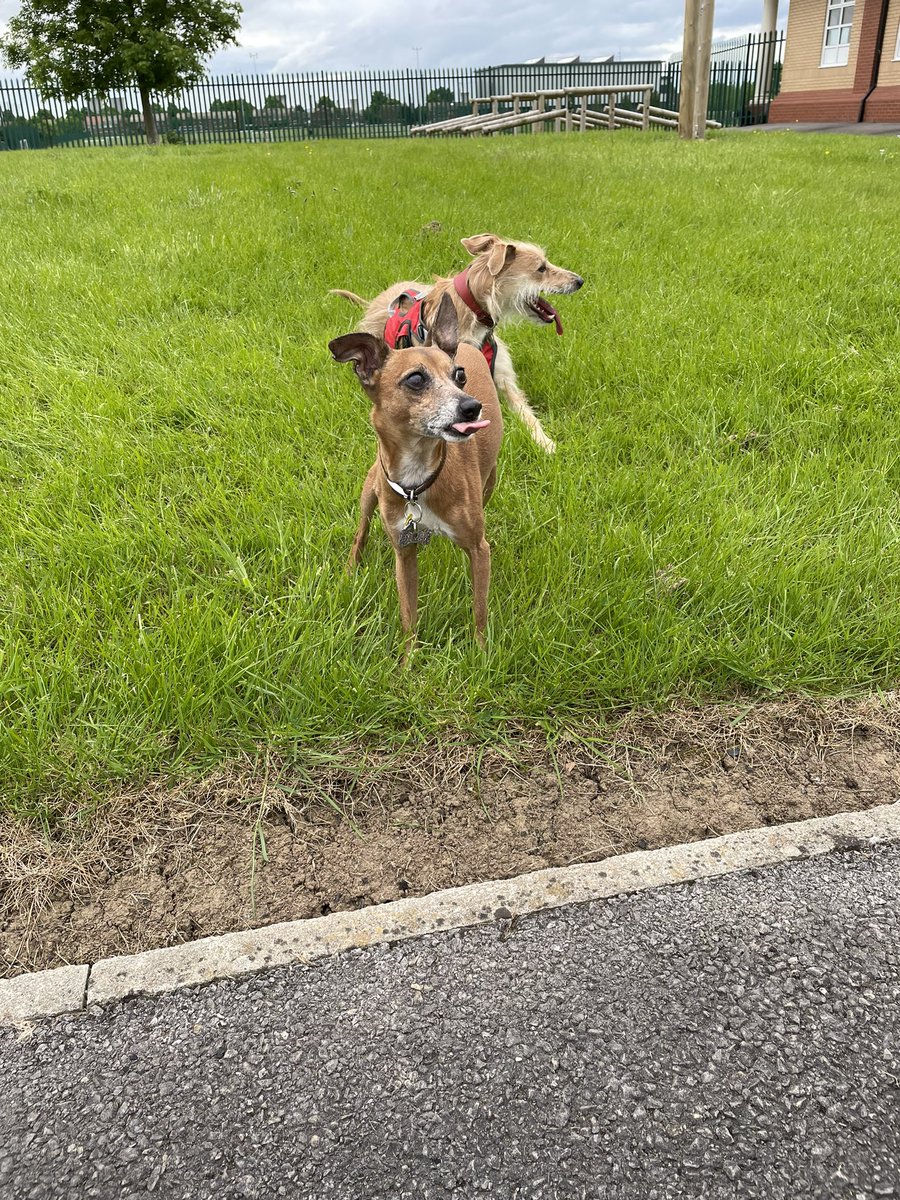 KateDack's tweet image. Tongue out Tuesday, Vera therapy dog having a play date with Vinnie @BishoptonPru
