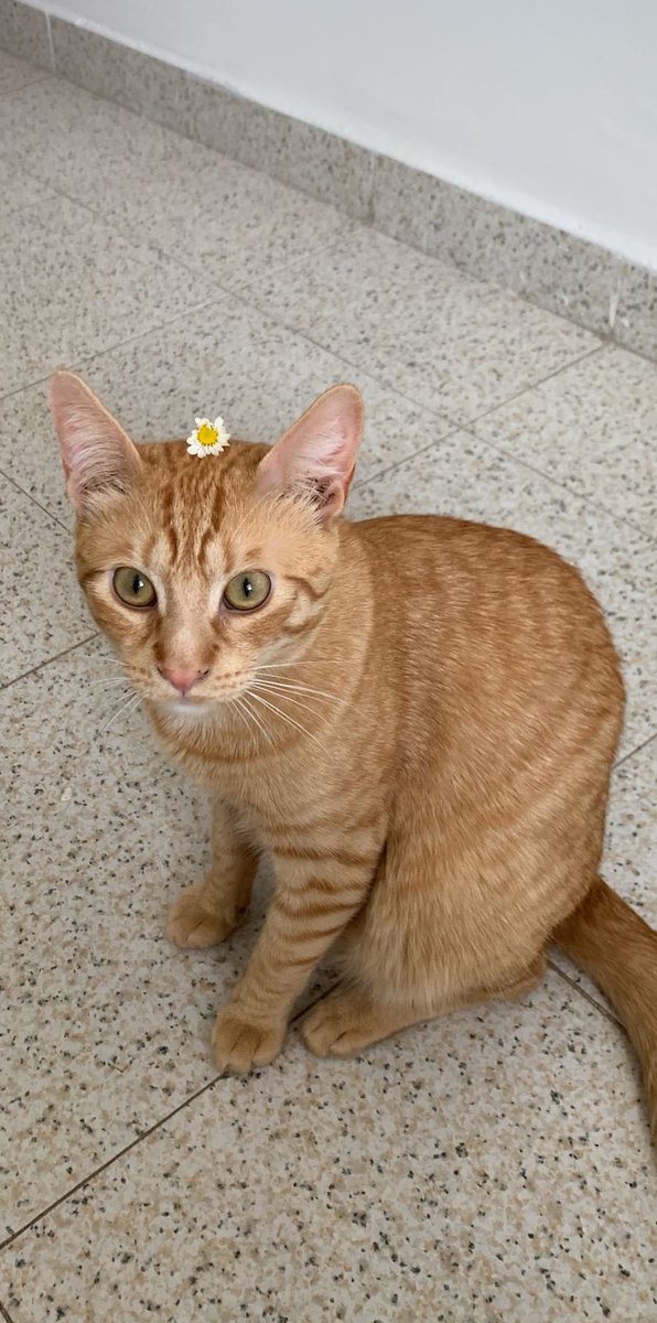 Pov: Mis flores favoritas son las margaritas. 

Inmediatamente mi gato