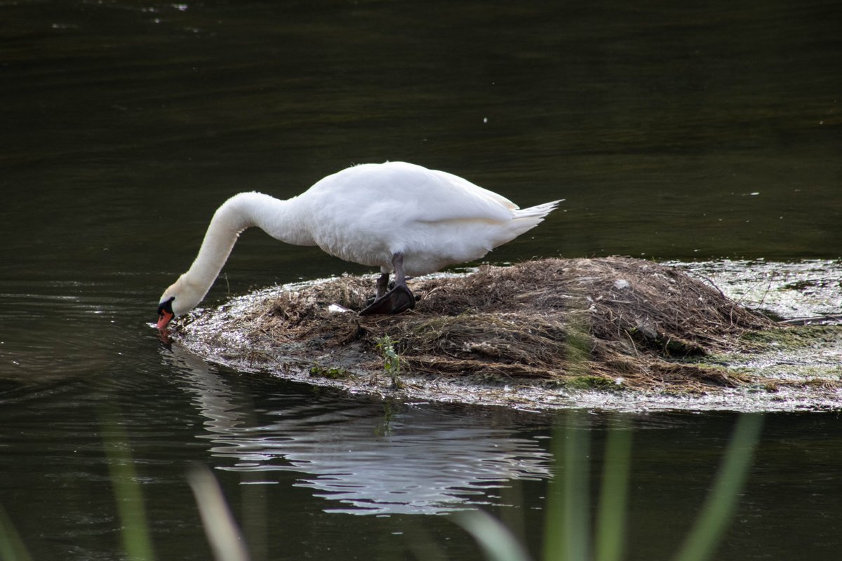 Sosesenflor's tweet photo. Els Cignes del riu Segre al seu pas per Soses 🦢🦢 @EspaisPonent @SegriaTurisme @aralleida @AjSoses @postudelleida https://t.co/syKFRK4NTj