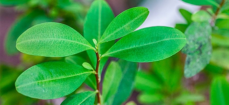 GomezSenegal's tweet photo. Hoy con hemos aprendido con @GraceenMexico que en Bolivia no hay amoniaco❌, debido a que desde que se legalizó la hoja de coca🌿, la gente aprovechaba para sacar cocaína en el proceso usando amoniaco😅
#DescubreElMundoConAVGE #Bolivia https://t.co/QYQqTuGsOa