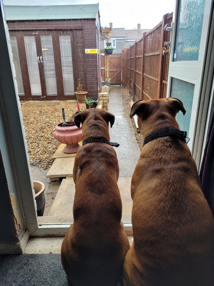 VickyPi58840741's tweet image. Not going out there mum! It's raining 😍