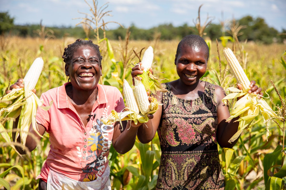 care_agape's tweet image. She has managed to acquire as well as harvest over 2 tonnes of maize grain which will certainly go a long way in supporting and sustaining her family’s livelihood and welfare.  #livelihoods #farminputs #agriculture #sustainability #support #RuthEmmanuelMakandiwa #AgapeFamilyCare