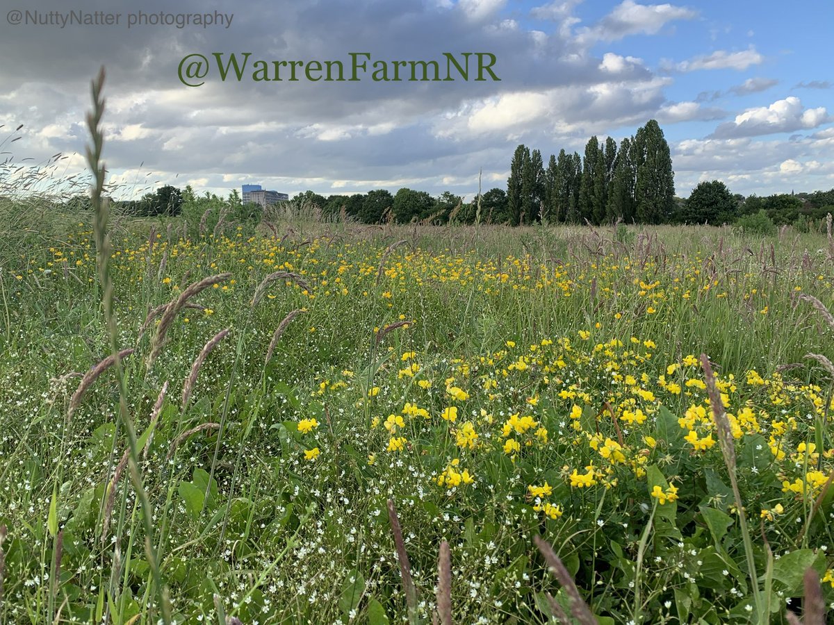 Our #petition seeking Local Nature Reserve designation for our urban #meadow is just 40 signatures short of 12,000 voices for #nature! Here Lesser stitchwort &amp; Meadow vetchling overlooked by Ealing Hospital in the background🌼Pls sign &amp; share👉🏼 chng.it/5ytBr88h Thank you💚