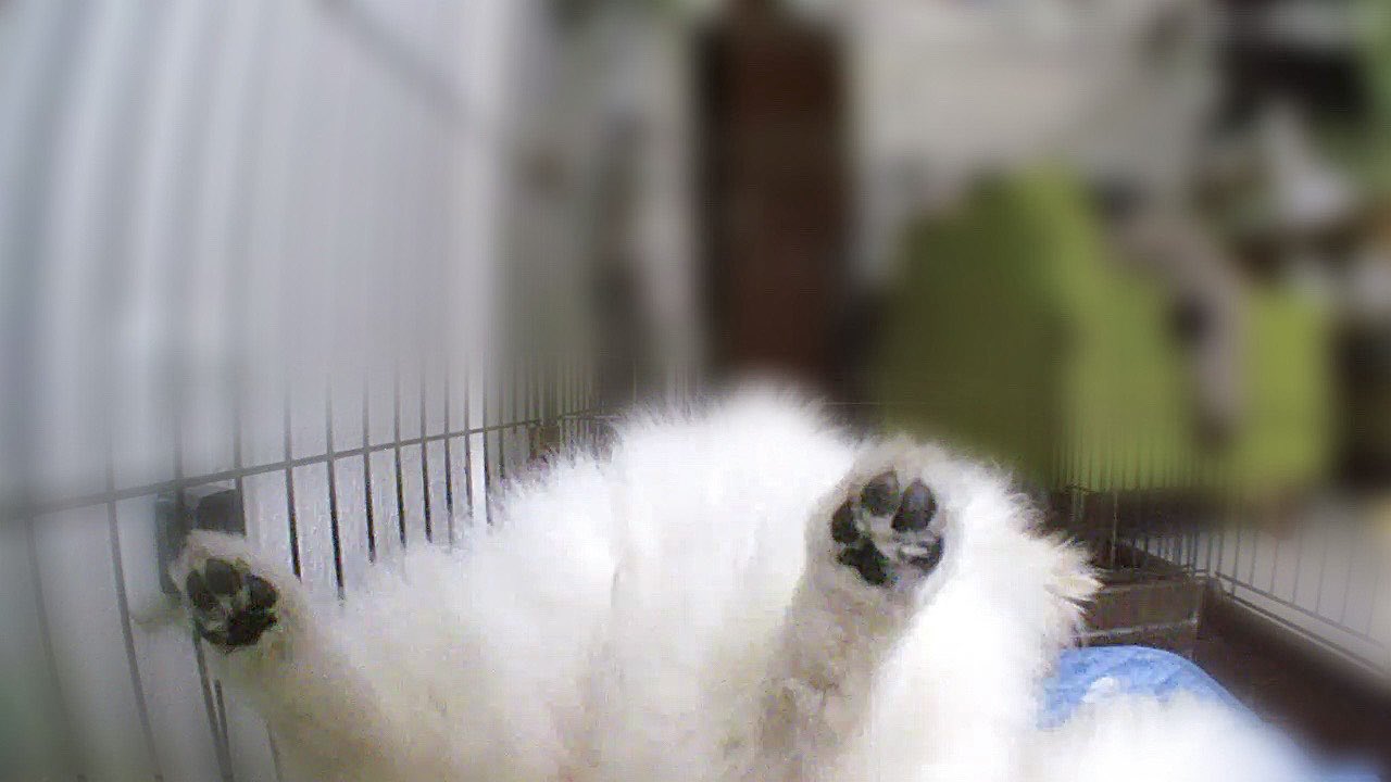 ポメポポちゃんねる 主 ひとりでお留守番 大丈夫かなー 寂しくて吠えたりしてないかなー ペットカメラ On 犬 フゴォー ヘソ天 T Co Aogzsz8qpd Twitter