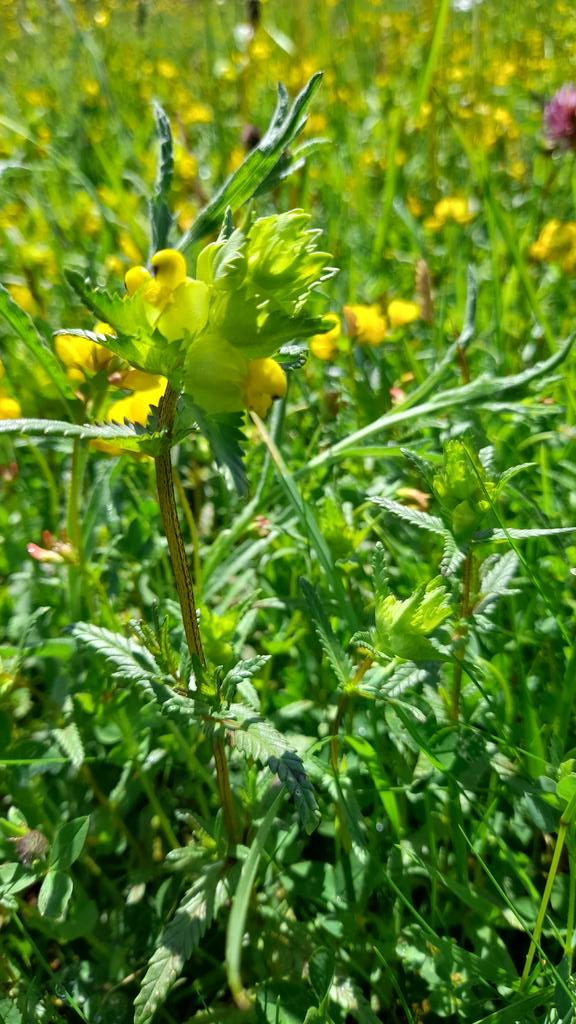 MartynLane2's tweet photo. Seems like a good year for yellow rattle in our hay meadows.@BBOWT https://t.co/MKTdr1feGF