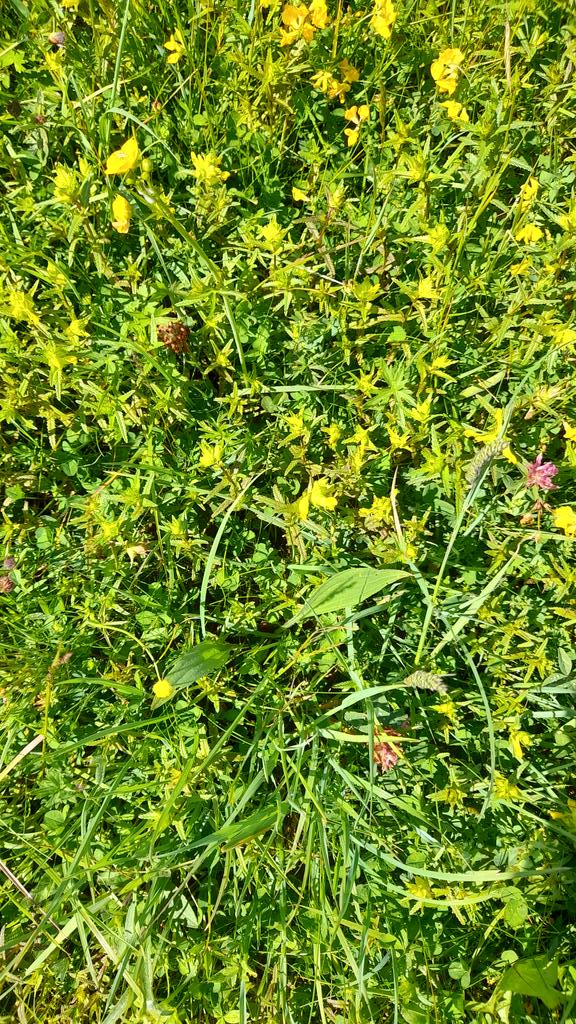 MartynLane2's tweet photo. Seems like a good year for yellow rattle in our hay meadows.@BBOWT https://t.co/MKTdr1feGF