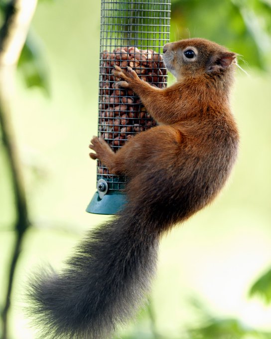"I feel the need. The need... for seed."

#TopGunMaverick